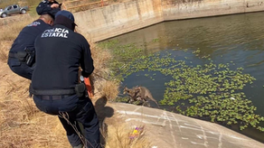 Policía Estatal rescata a venado atrapado en canal de riego en Huatabampo