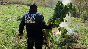 Grupos especializados de la SSP del Gobierno de Sonora localizan y destruyen plantíos de marihuana en Álamos