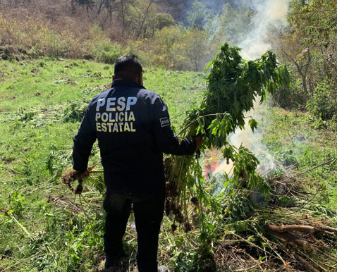 Grupos especializados de la SSP del Gobierno de Sonora localizan y destruyen plantíos de marihuana en Álamos