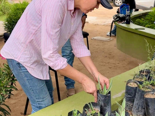 Gobierno de Sonora impulsa reforestación urbana con donación gratuita de plantas