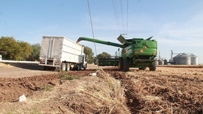 Llama Sagarhpa a productores de trigo panificable a realizar trámite de pago del ciclo 2024–2025