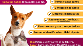 Realizarán en Gua jornada de esterilización para mascotas