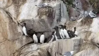 Guide to Bird Watching in the Witless Bay Marine Ecological Reserve