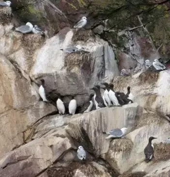 Guide to Bird Watching in the Witless Bay Marine Ecological Reserve