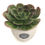 Thumbnail: Blue Metal Succulent - Local Delivery Zone Only for plants