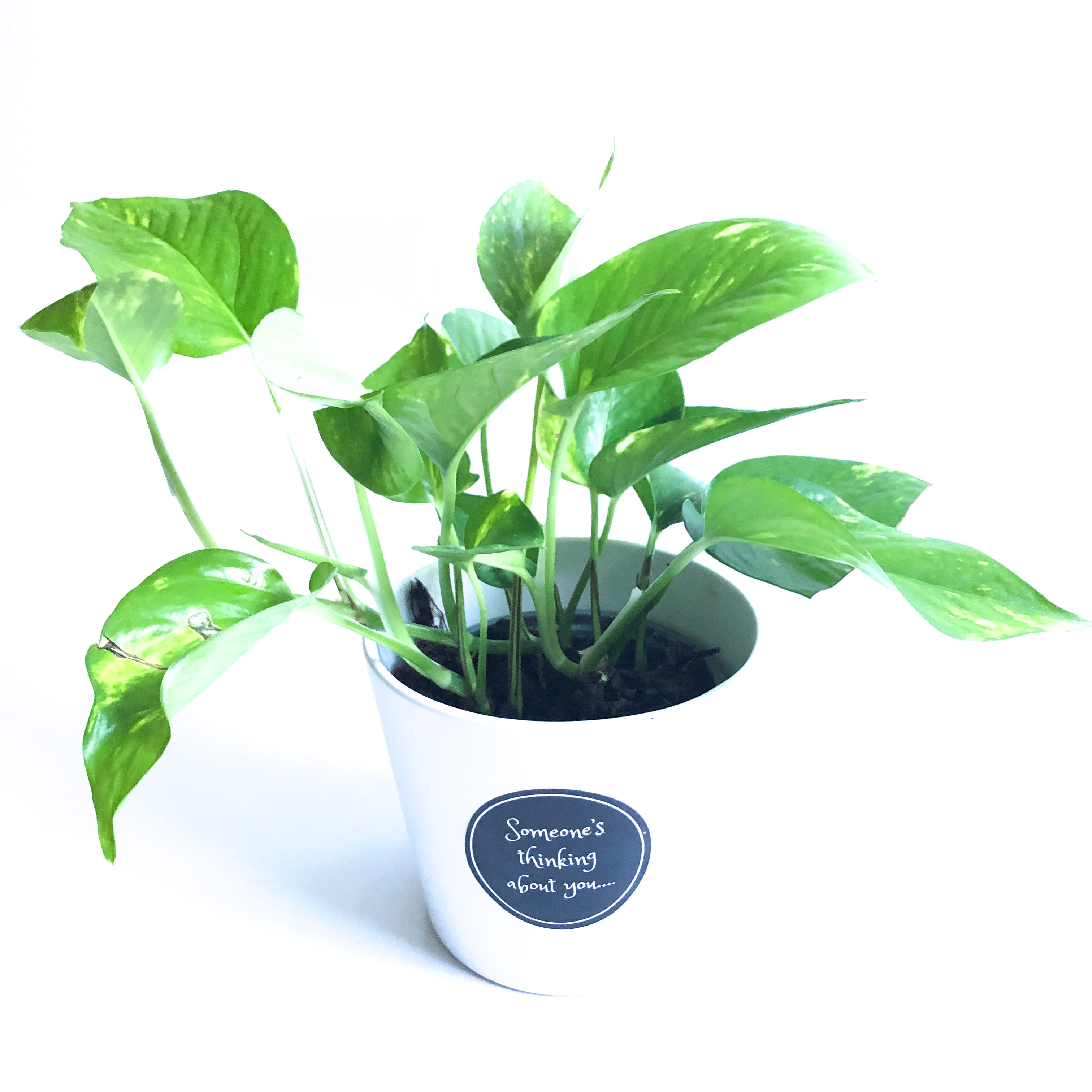 Devils Ivy - Local Delivery Zone Only for Plants