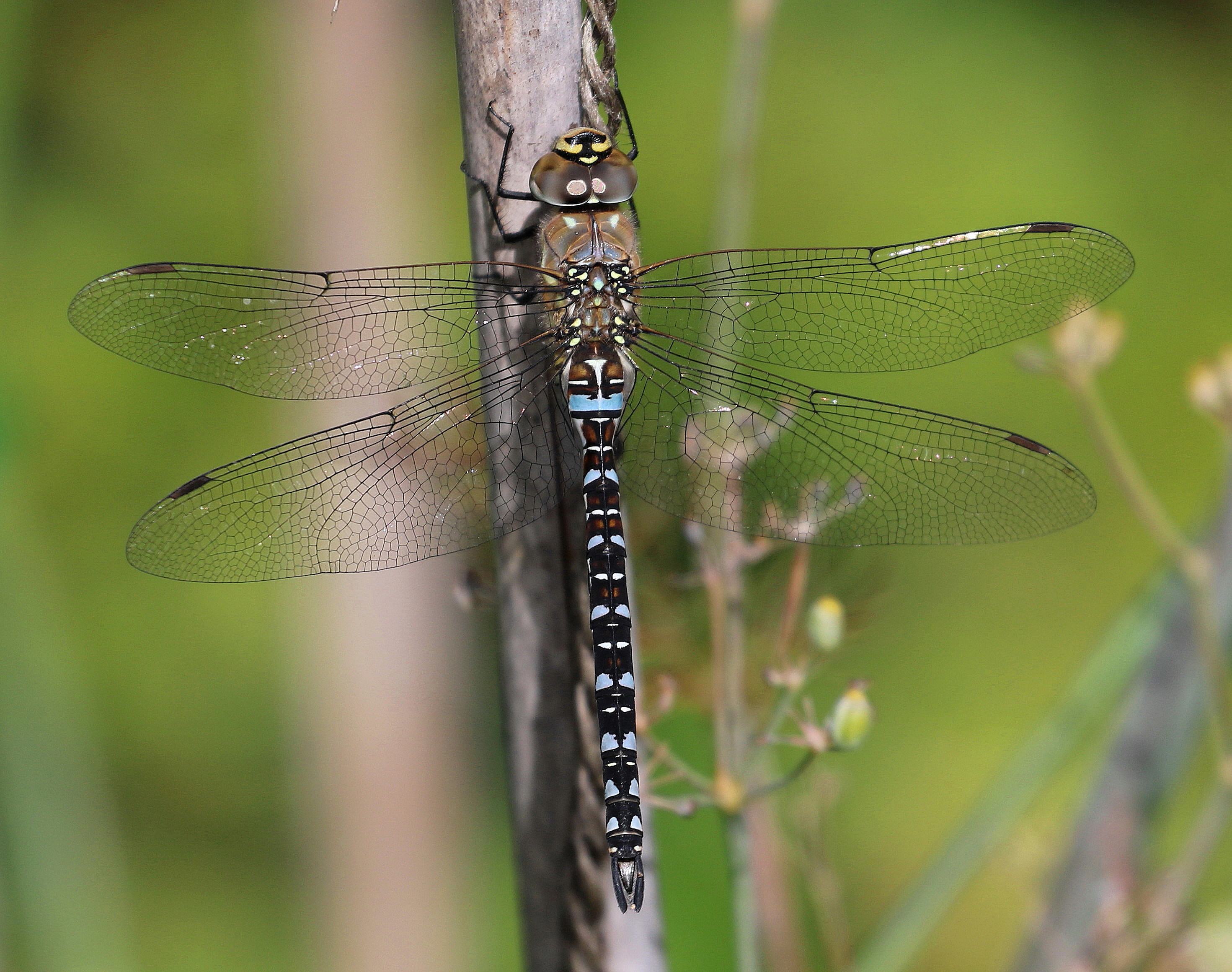 Aeshna mixta