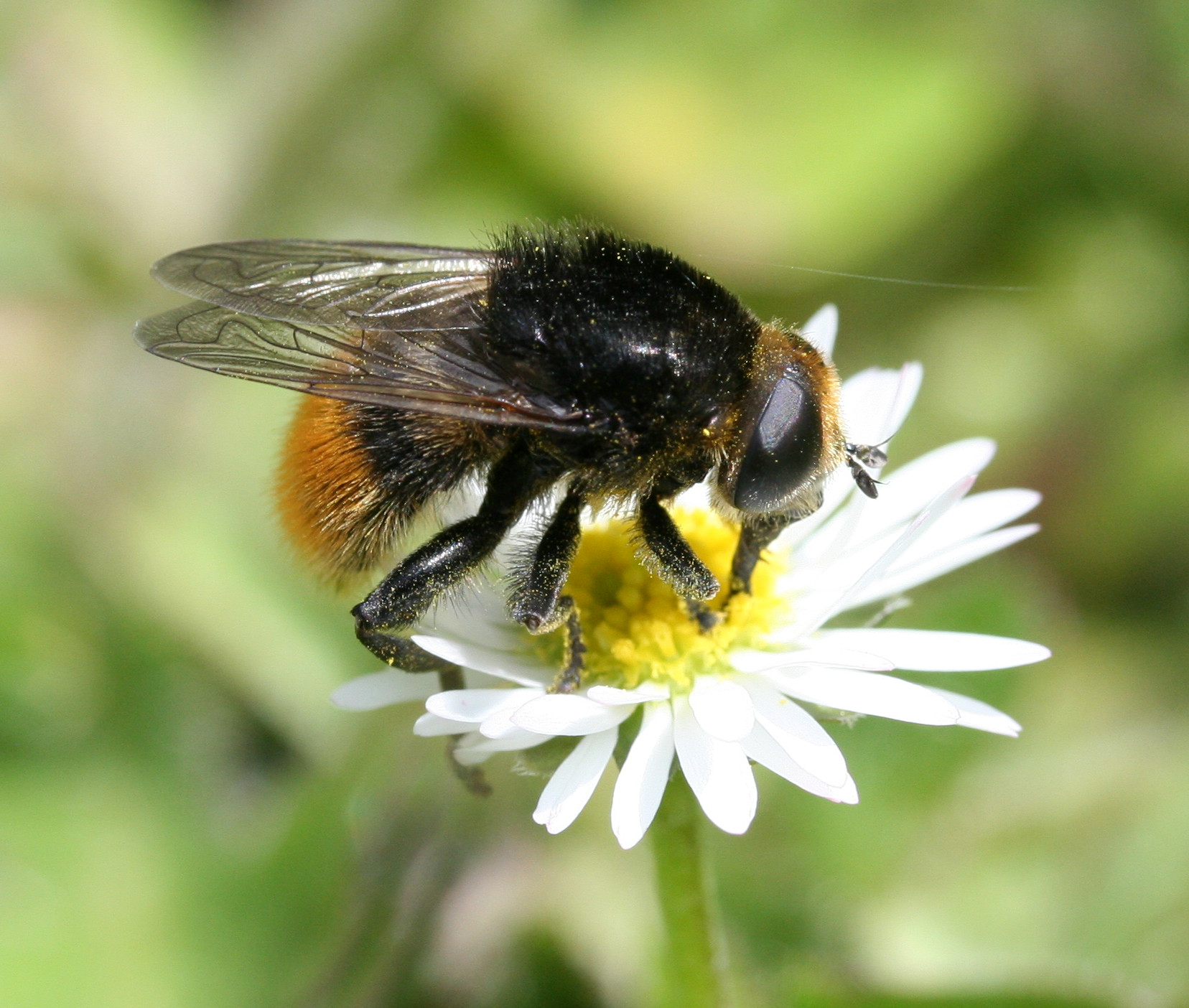 Merodon equestris