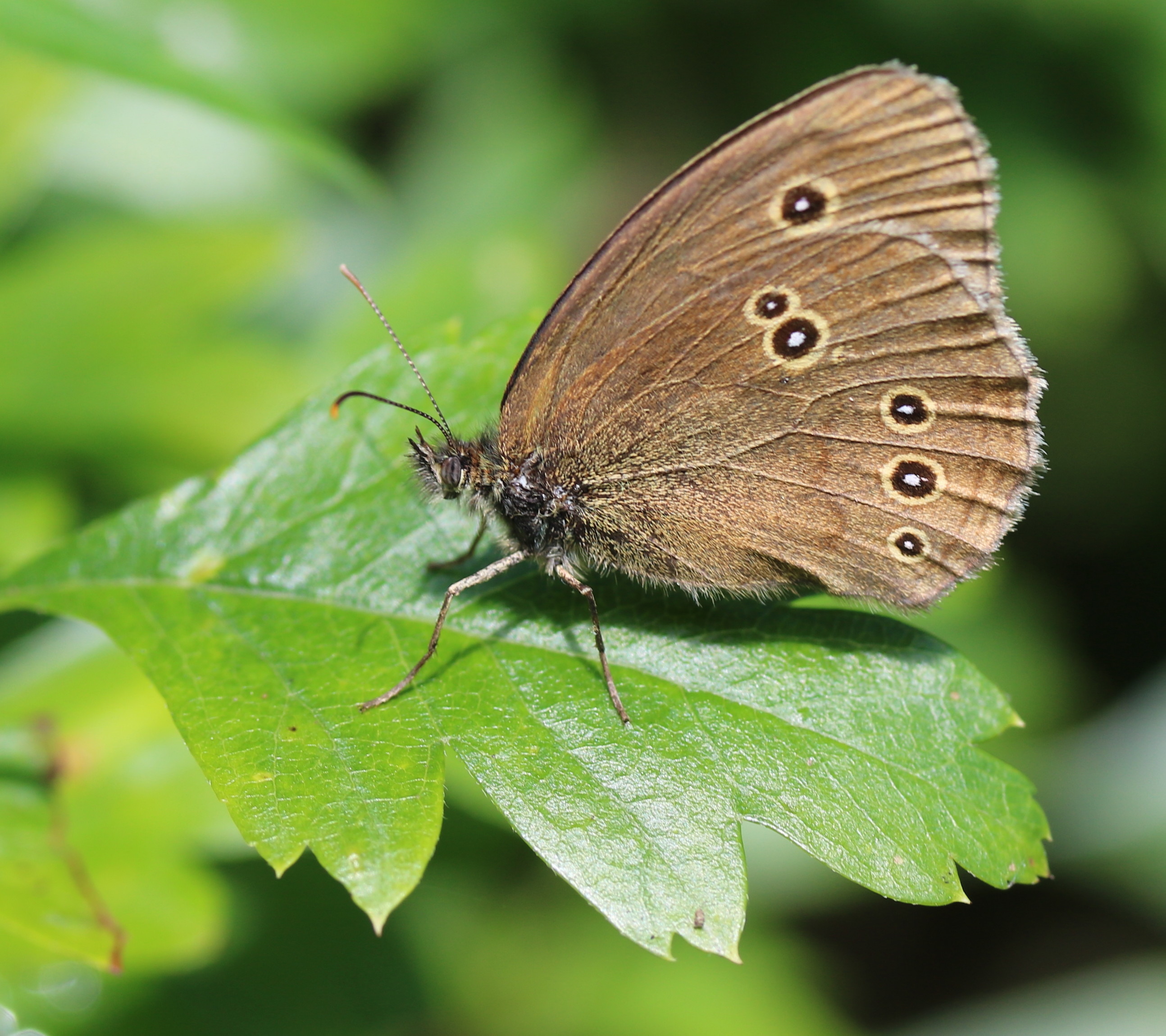Aphantopus hyperantus