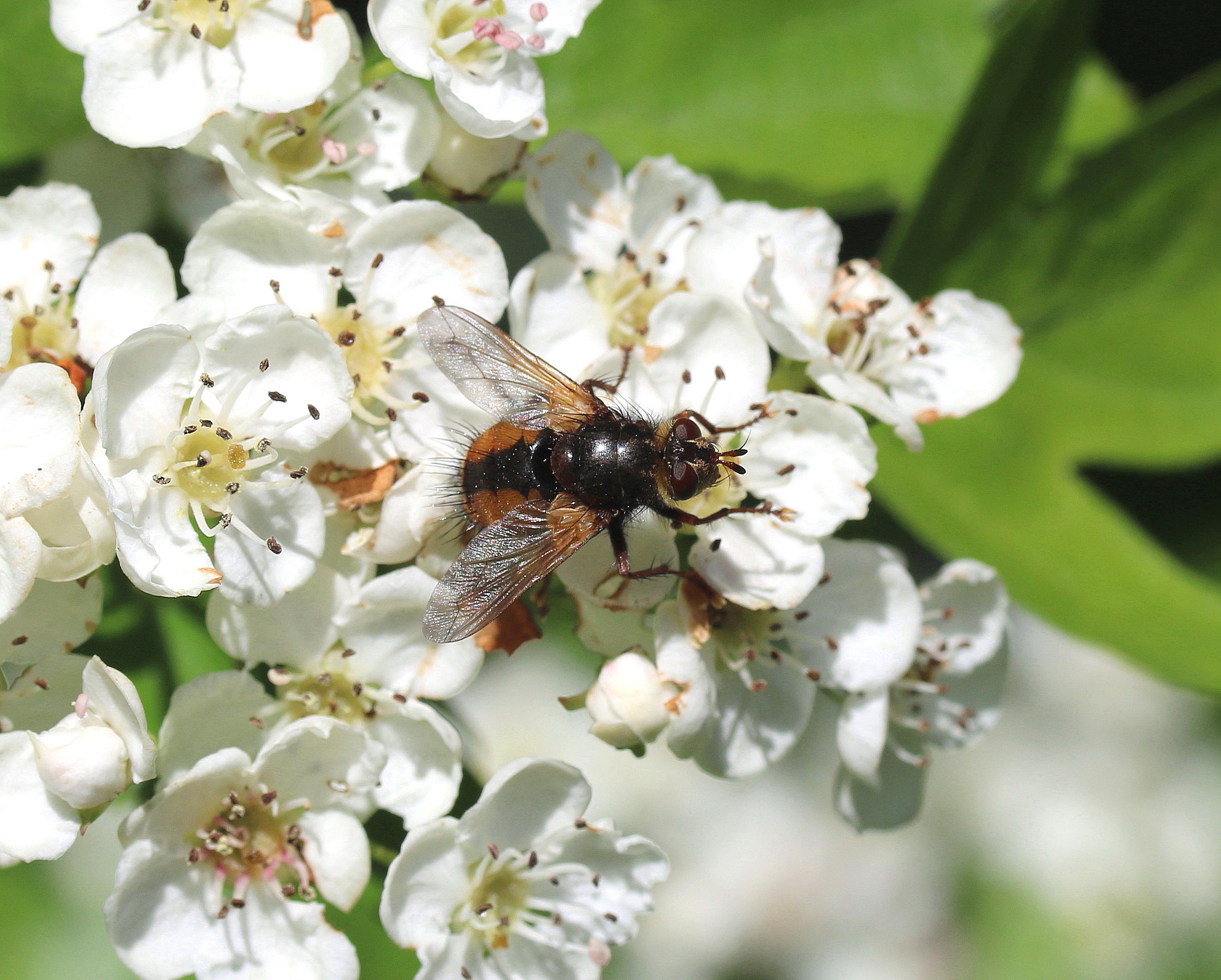 Tachina fera