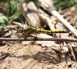 Orthetrum cancellatum