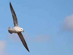 Fulmaris glacialis