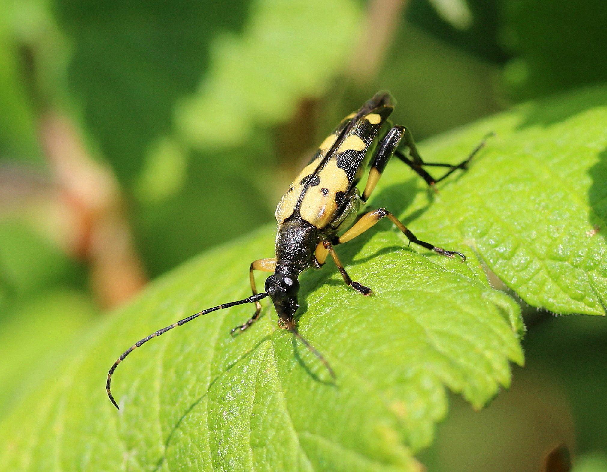 Rutpela maculata