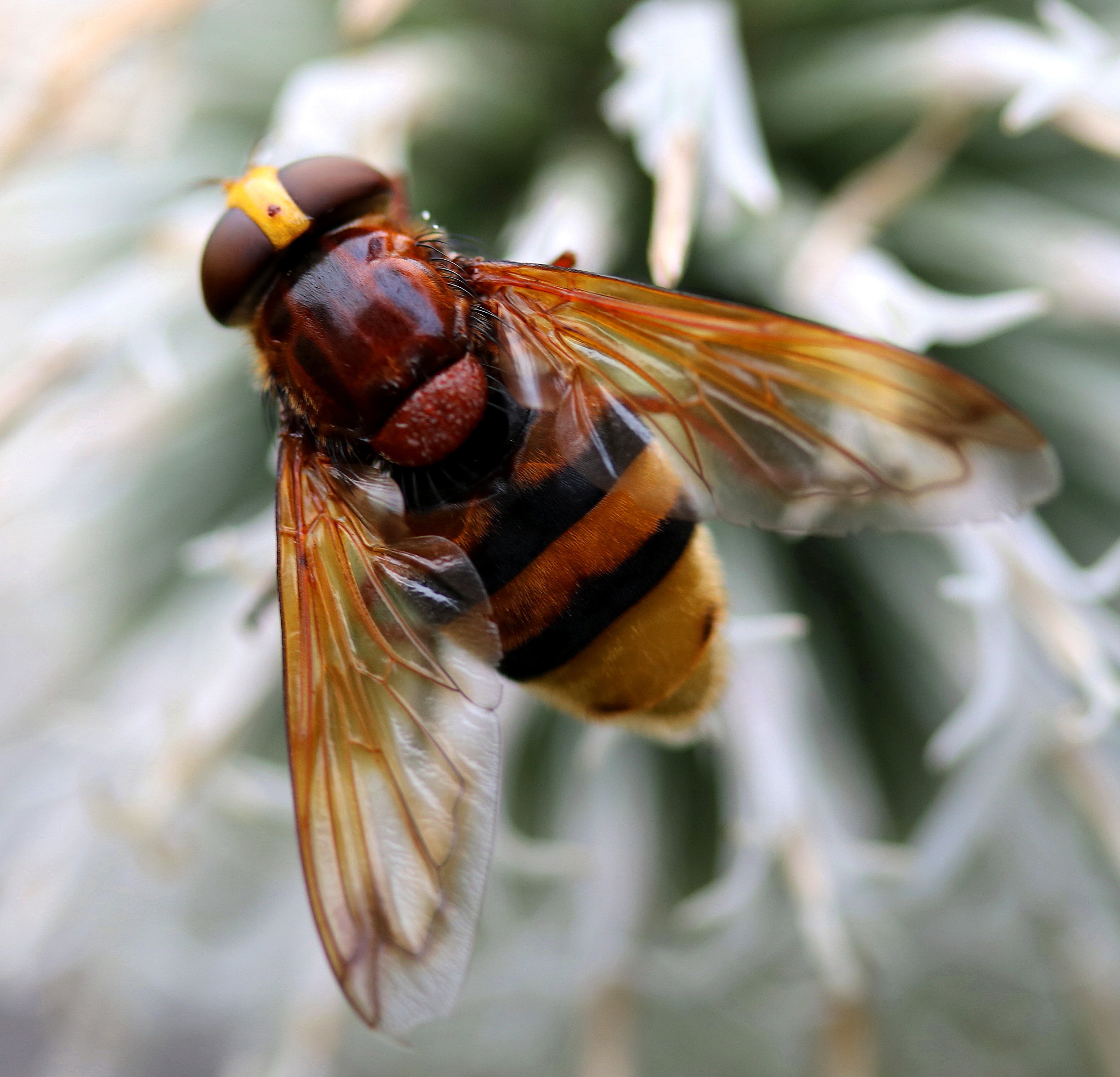 Volucella zonaria
