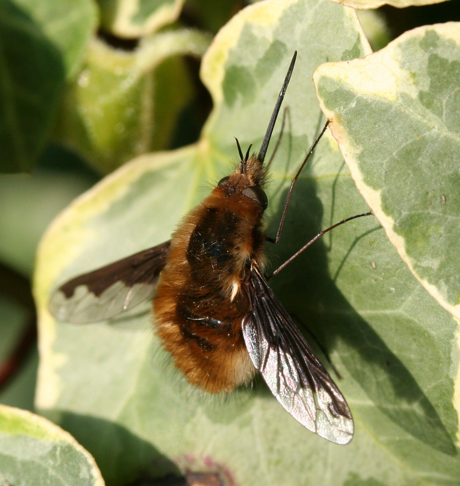 Bombylius major