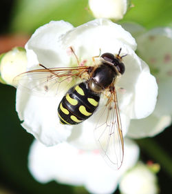 Eupeodes luniger