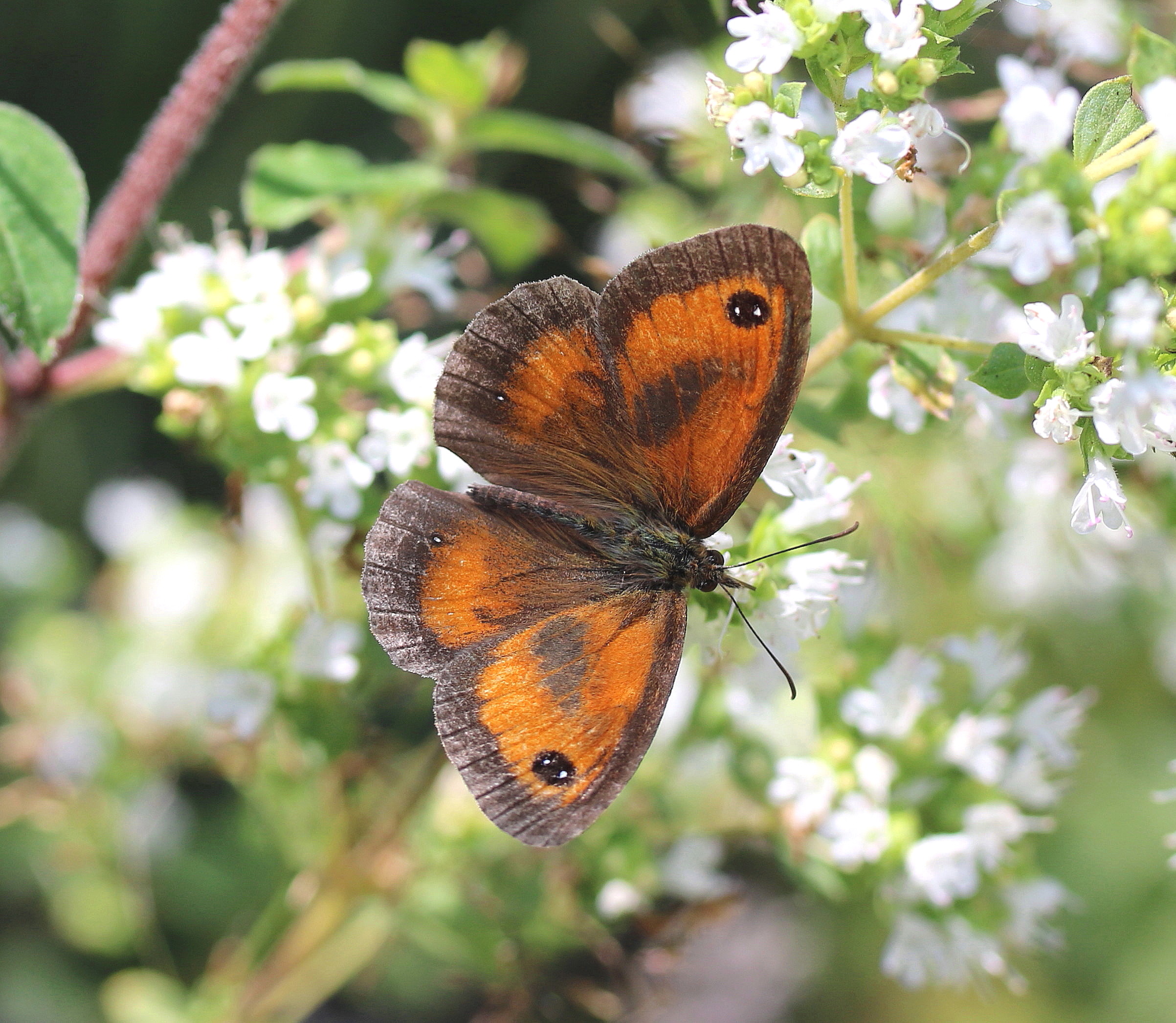 Pyronia tithonus