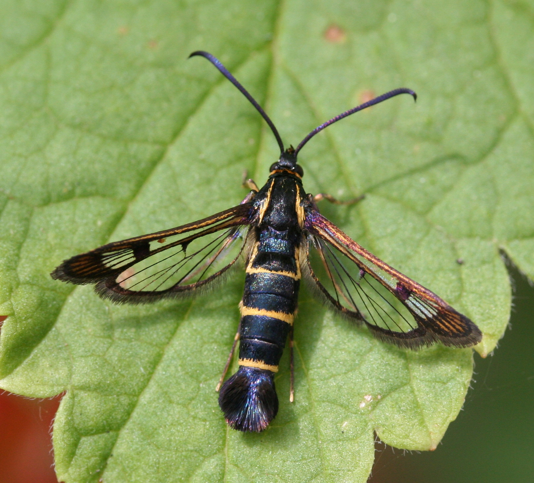 Synanthedon tipuliformis