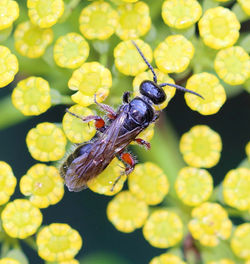 Tiphia femorata