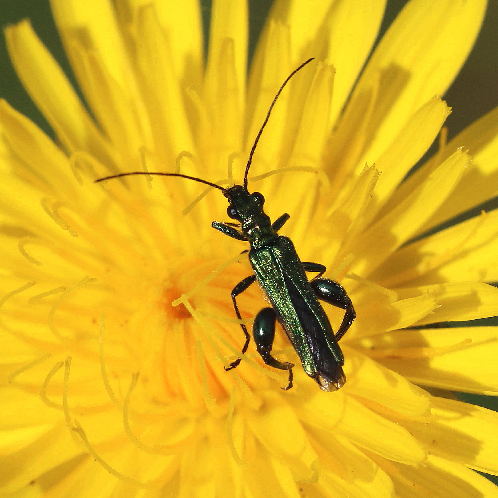 Oedemera nobilis