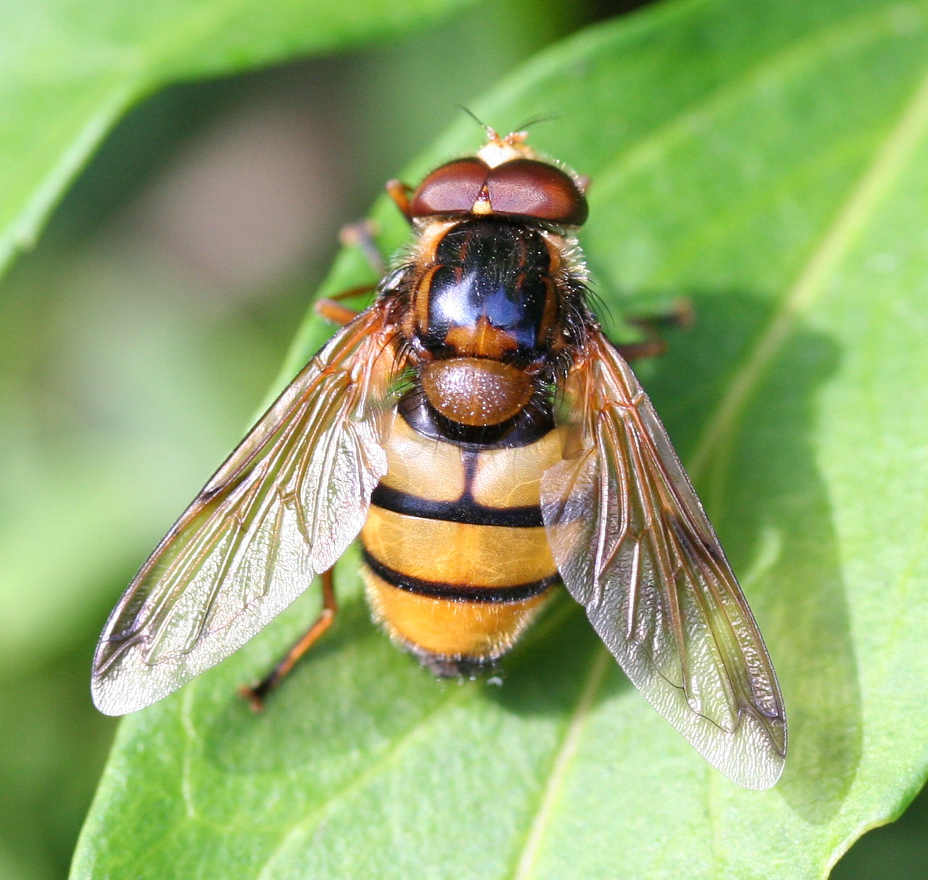 Volucella inanis