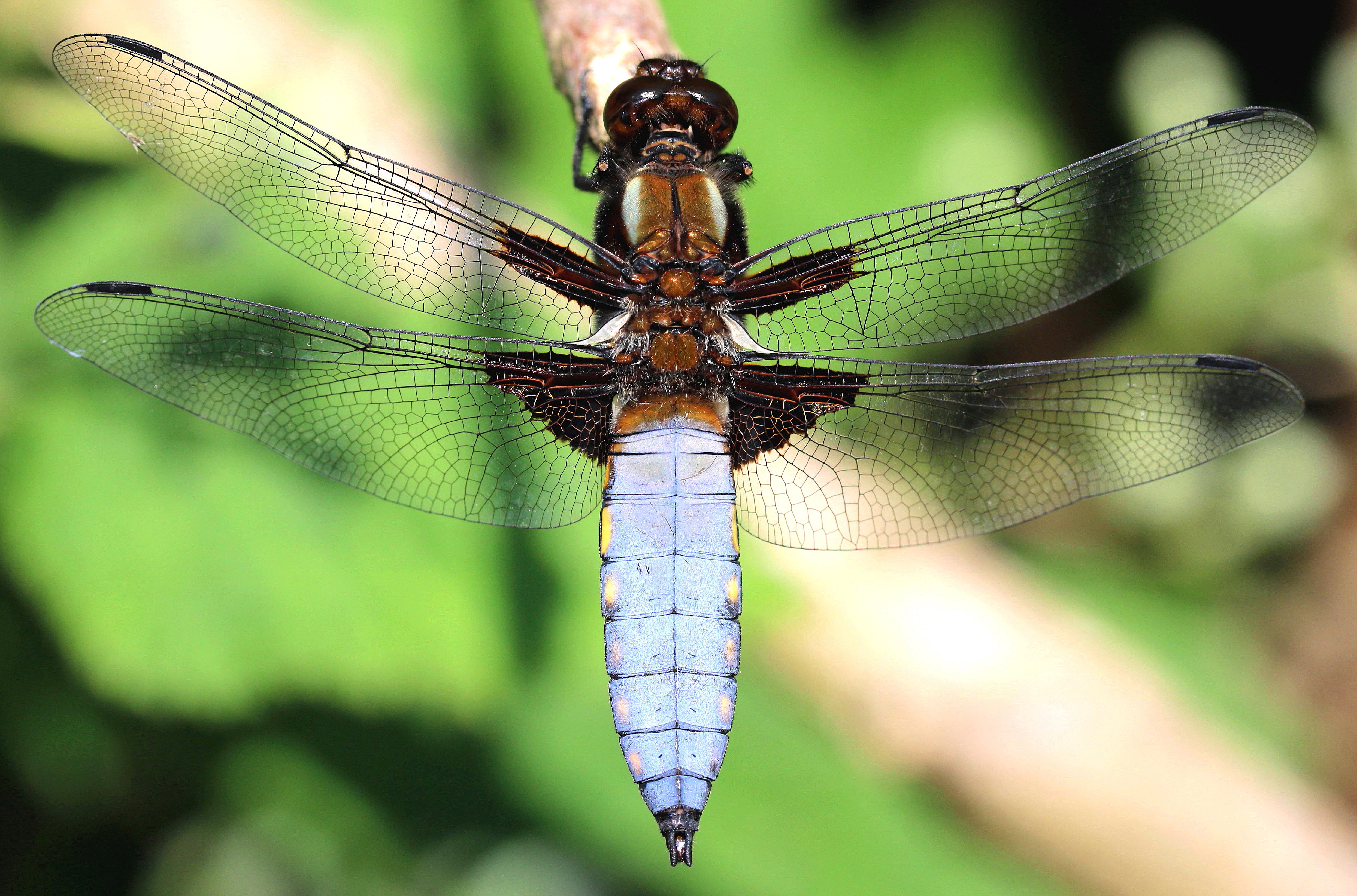 Libellula depressa
