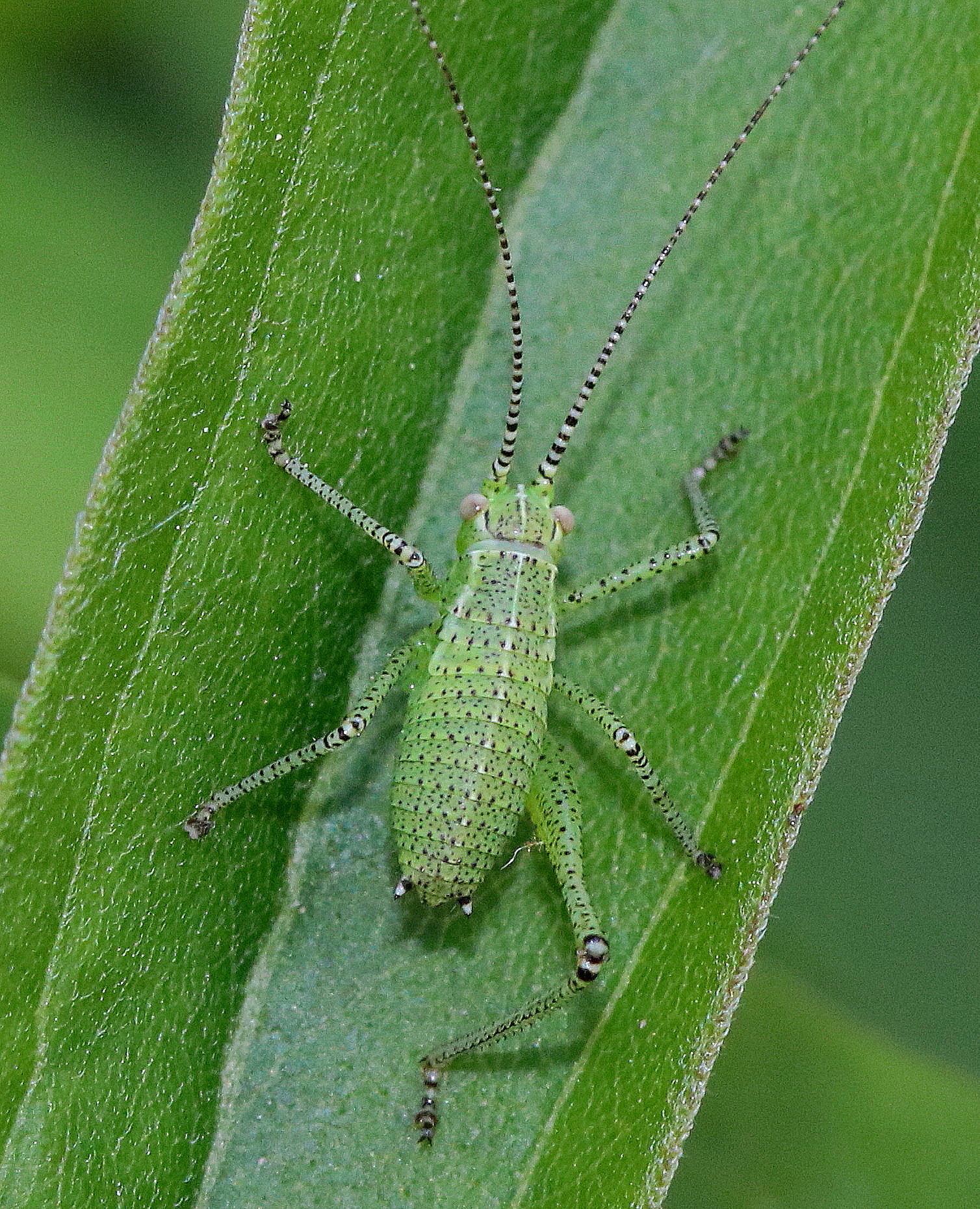 Leptophyes punctatissima