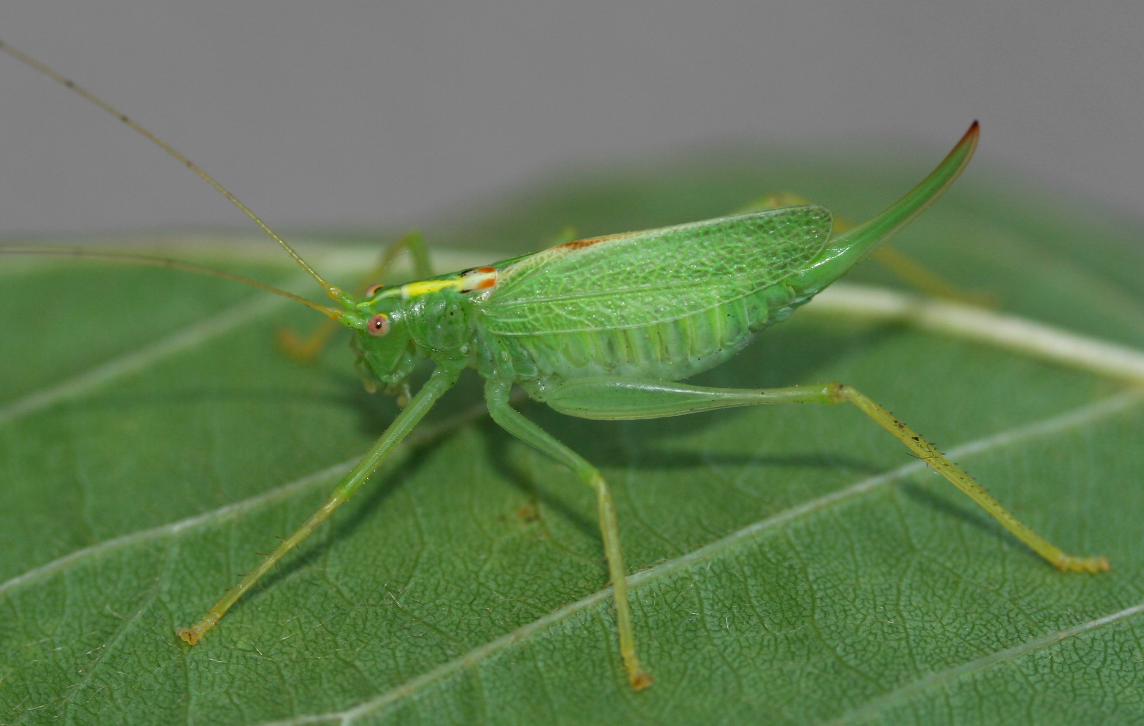 Meconema thalassinum