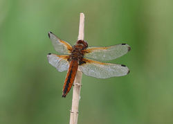 Libellula fulva