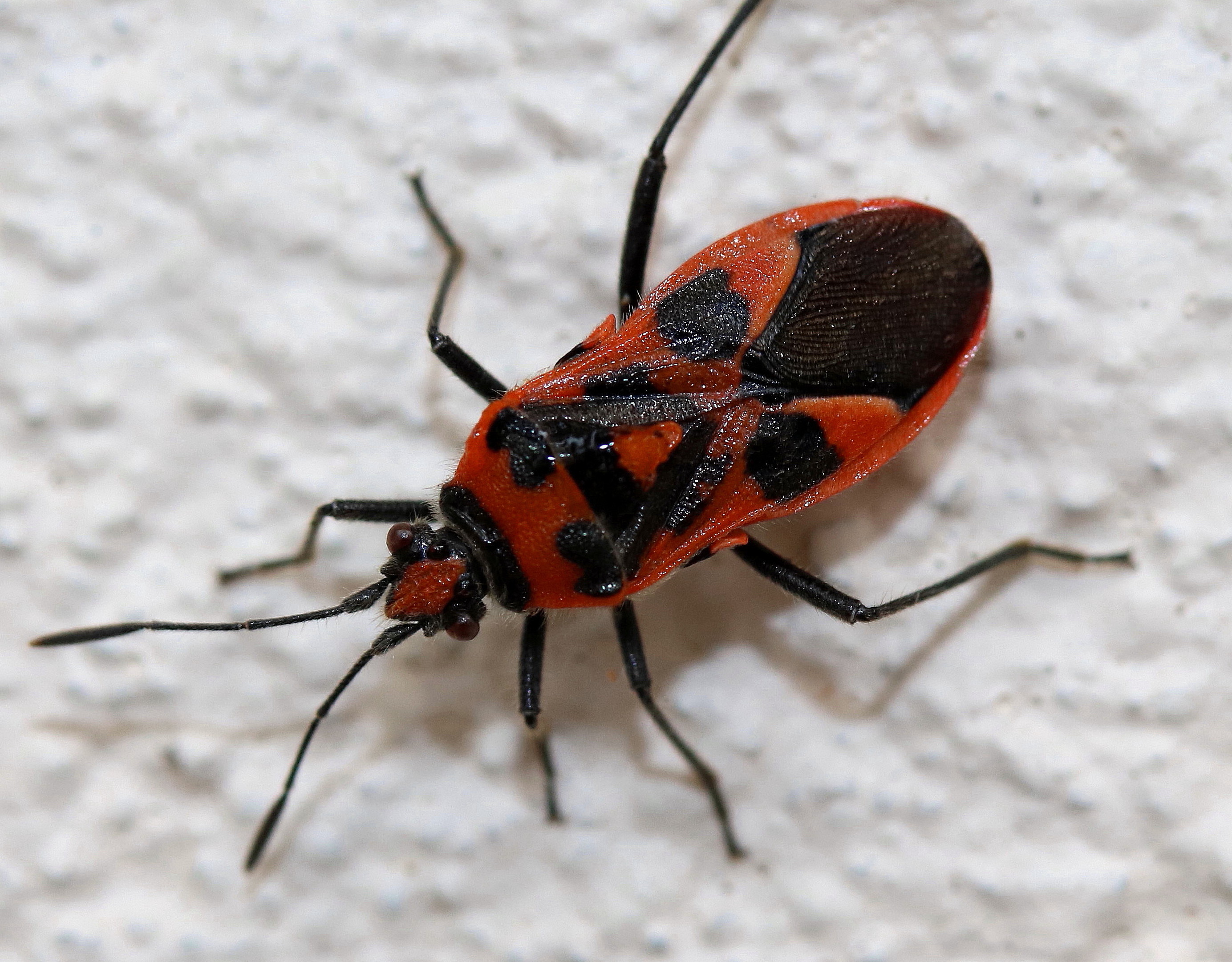 Corizus hyoscyami