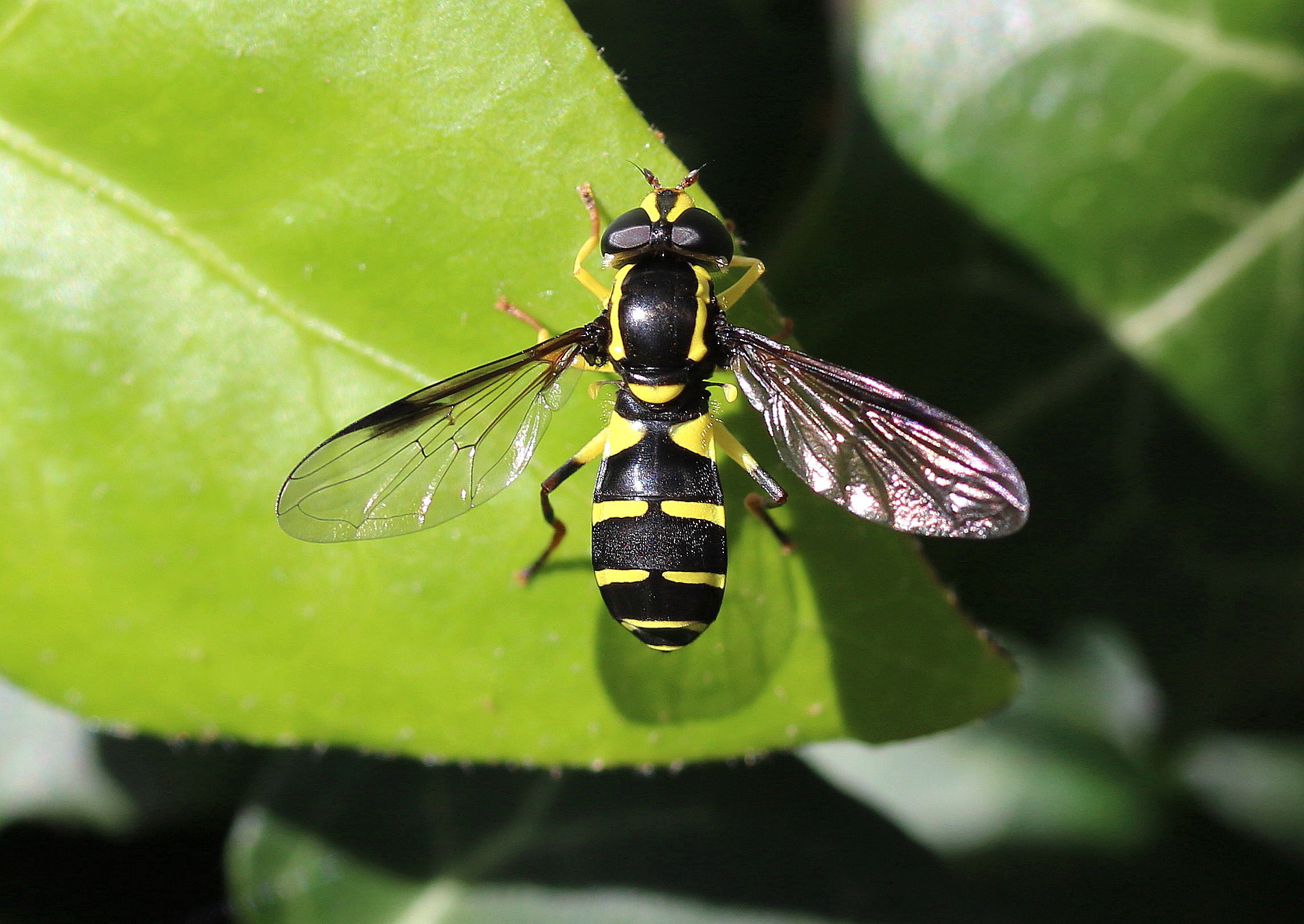 Xanthogramma pedissequum