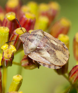 Eurygaster testudinaria