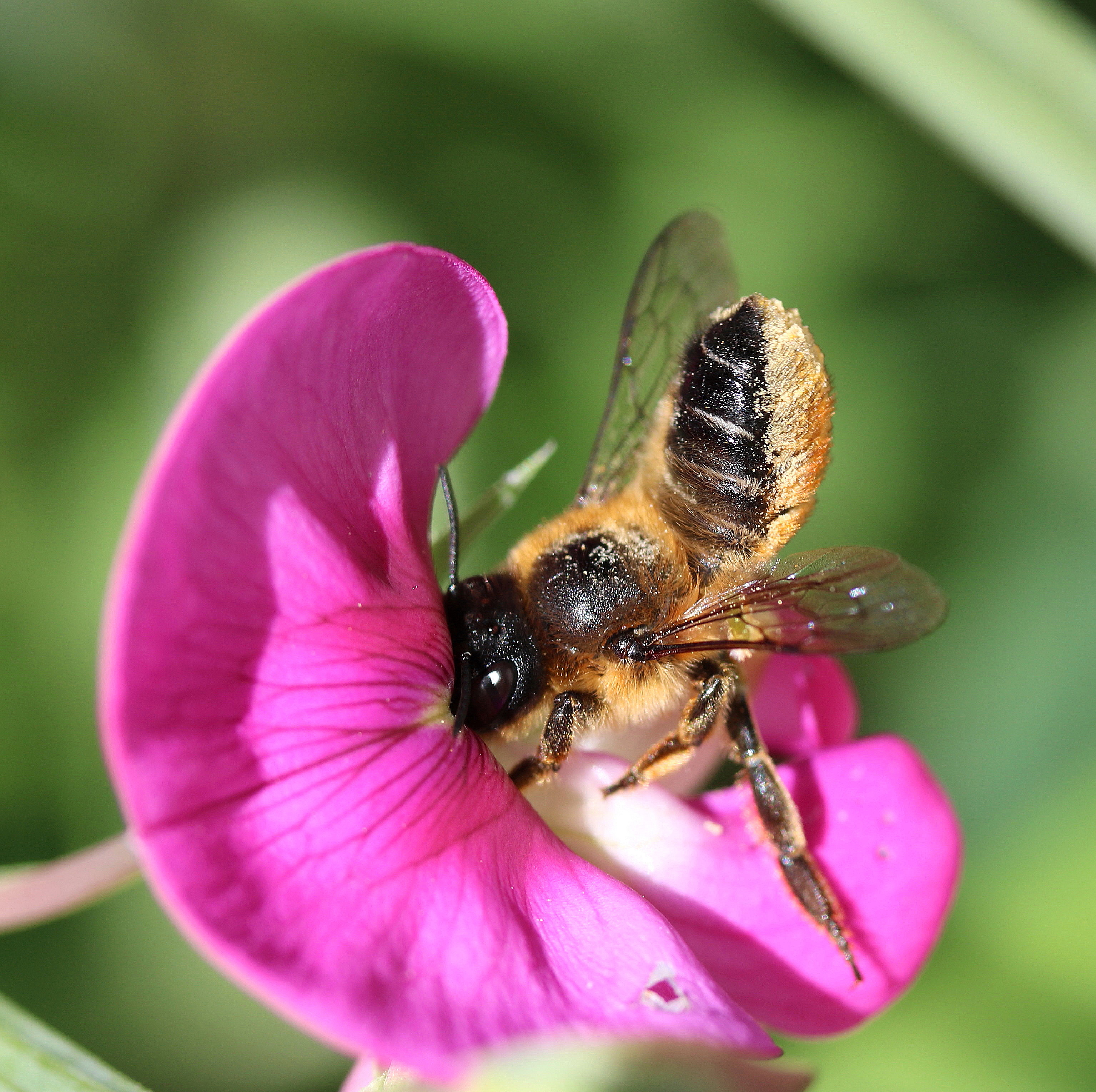 Megachile willughbiella