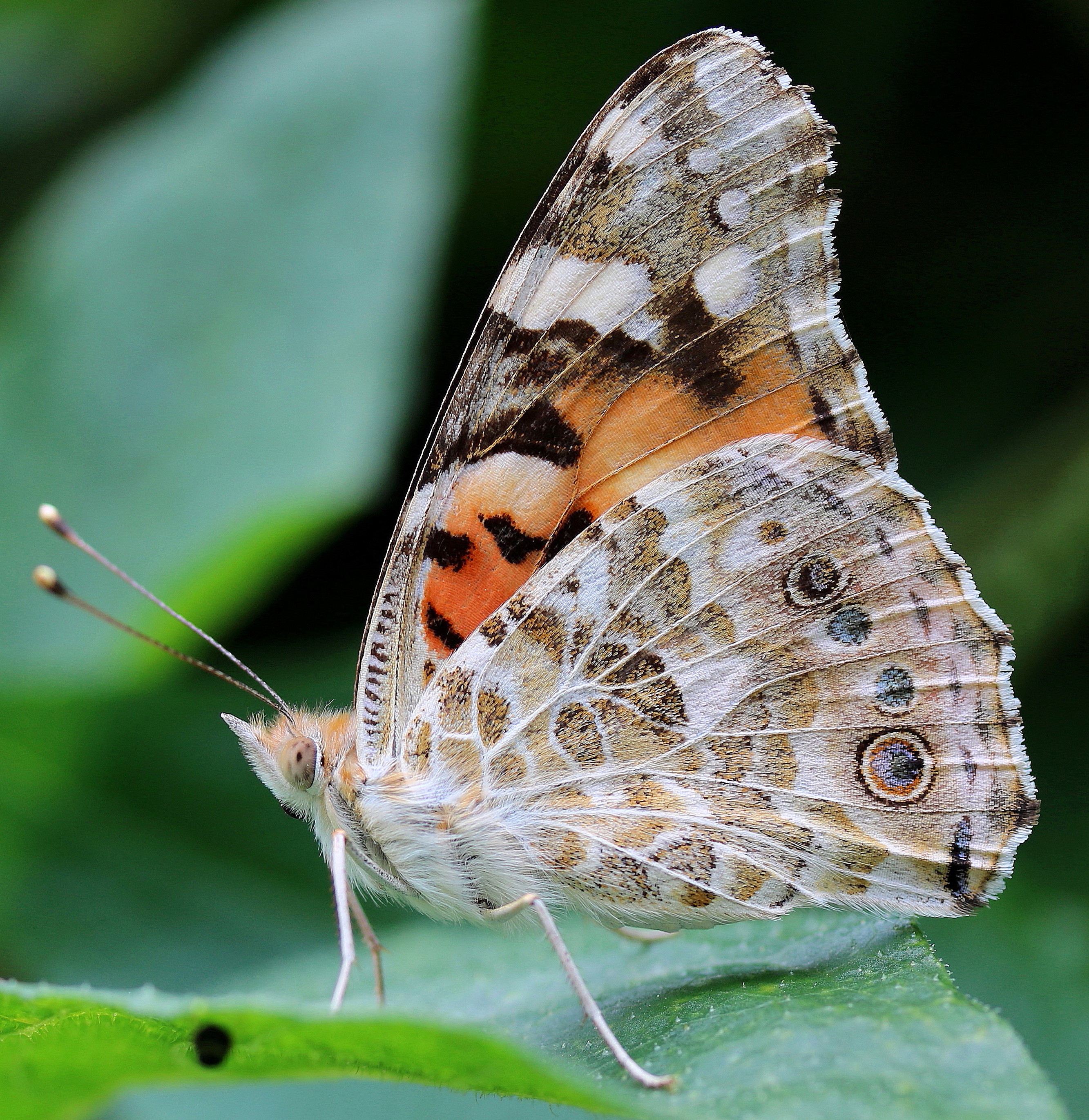 Vanessa cardui