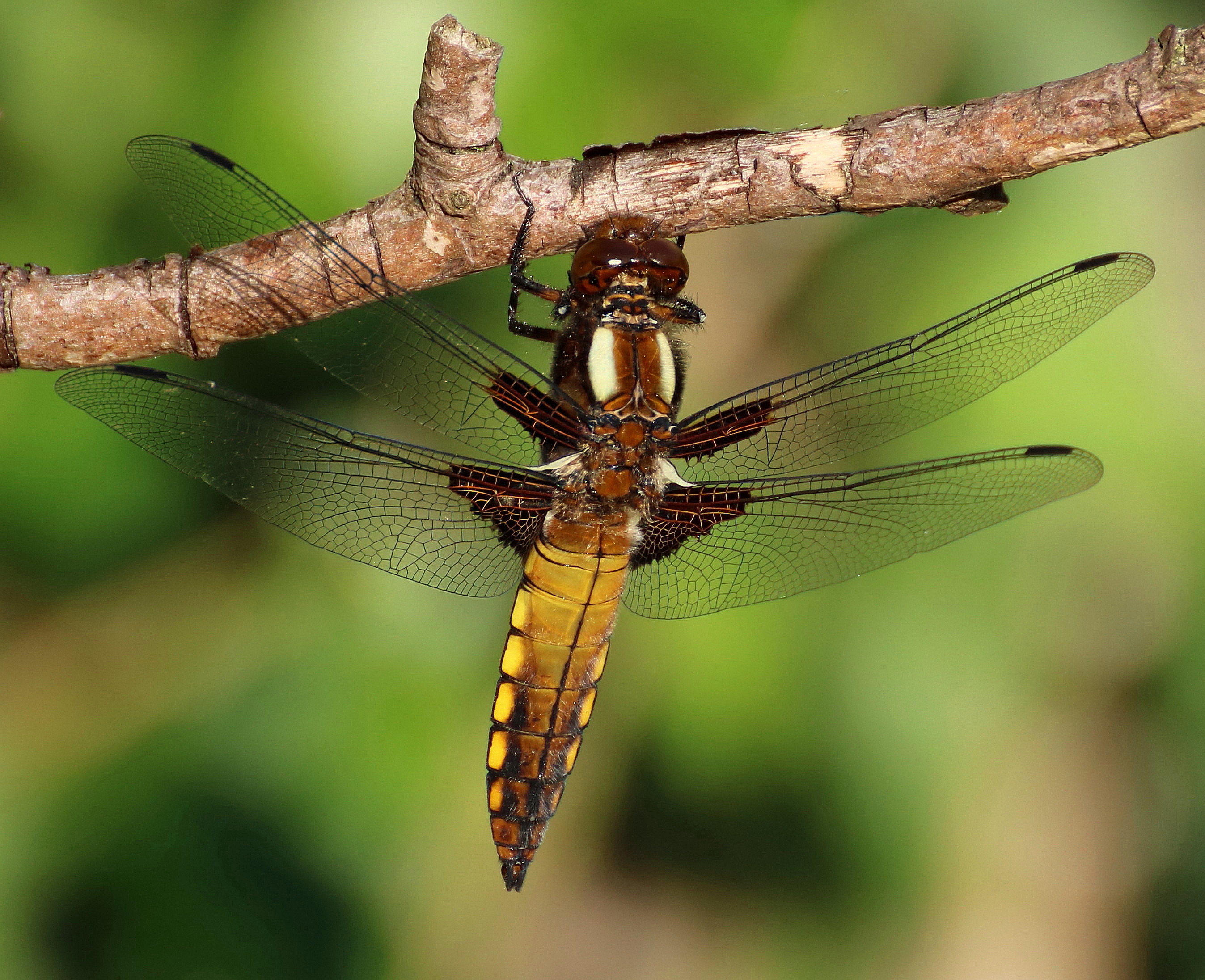 Libellula depressa
