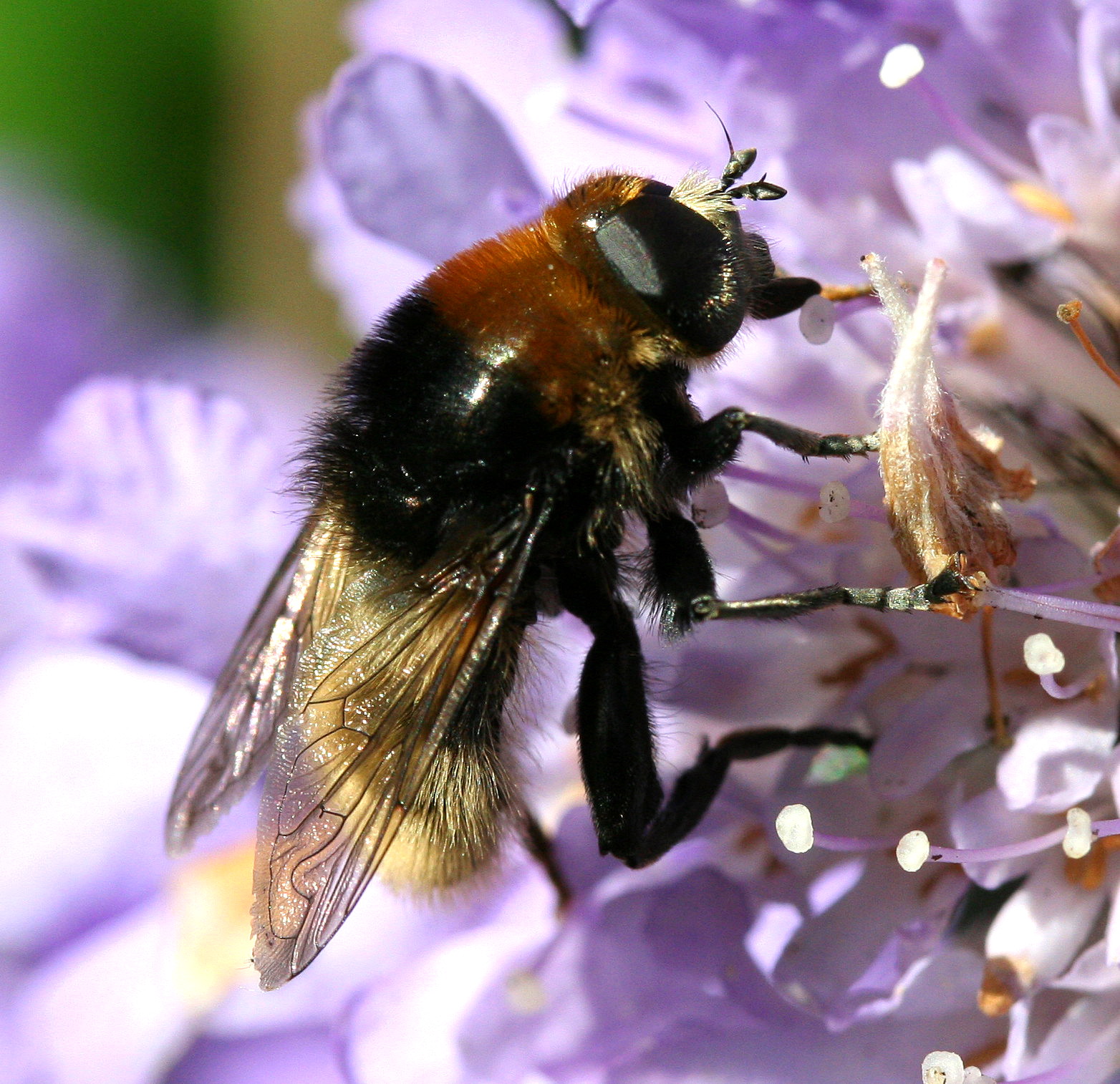 Merodon equestris