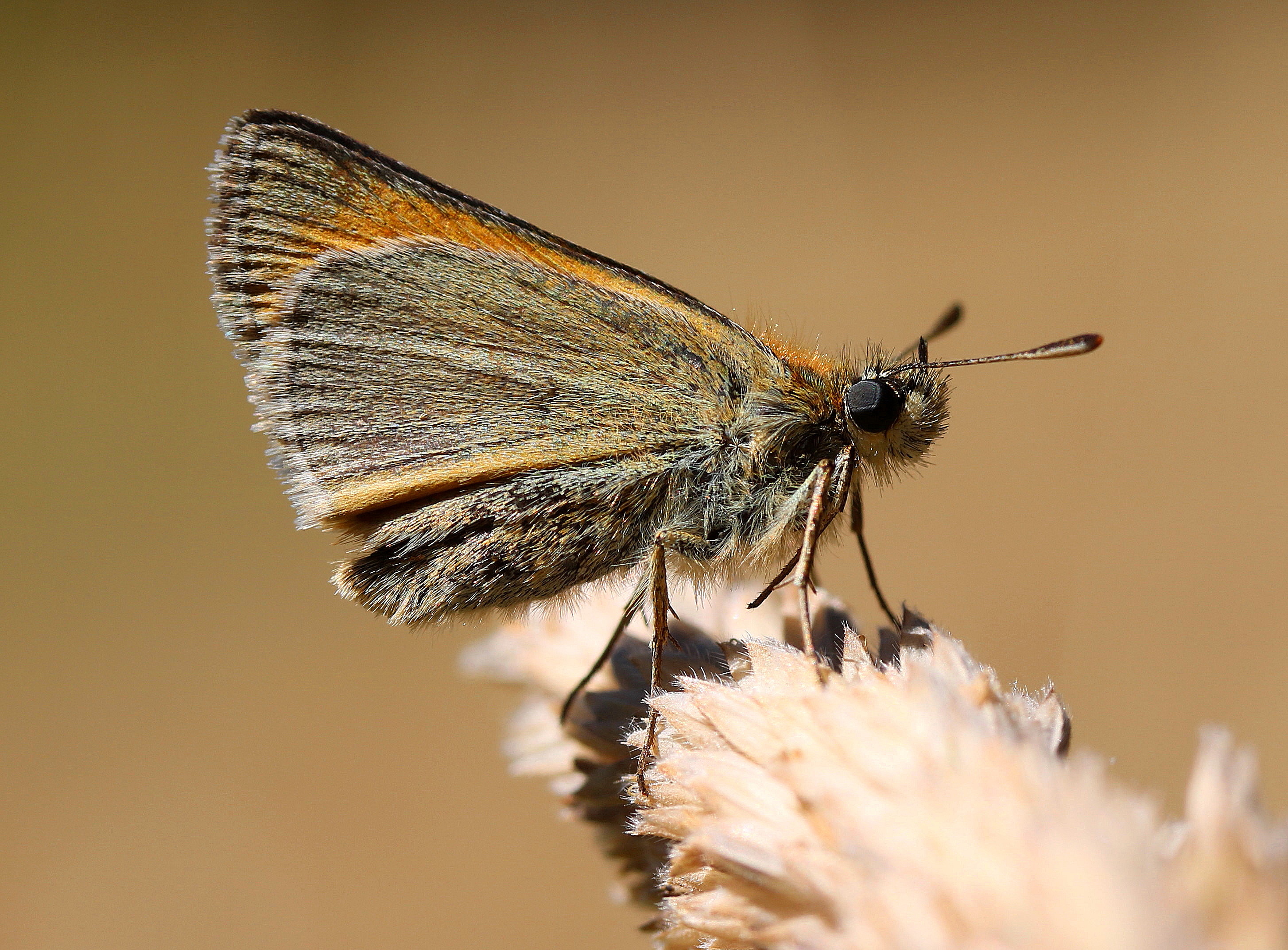 Thymelicus sylvestris