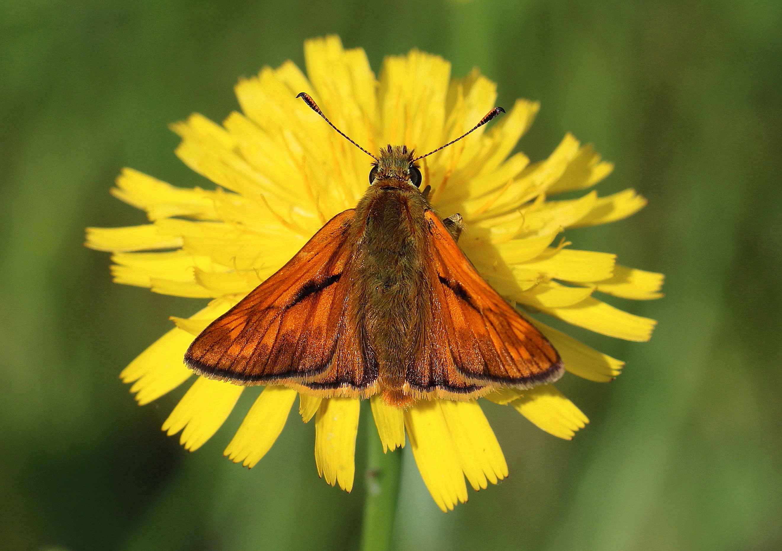 Ochlodes venatus