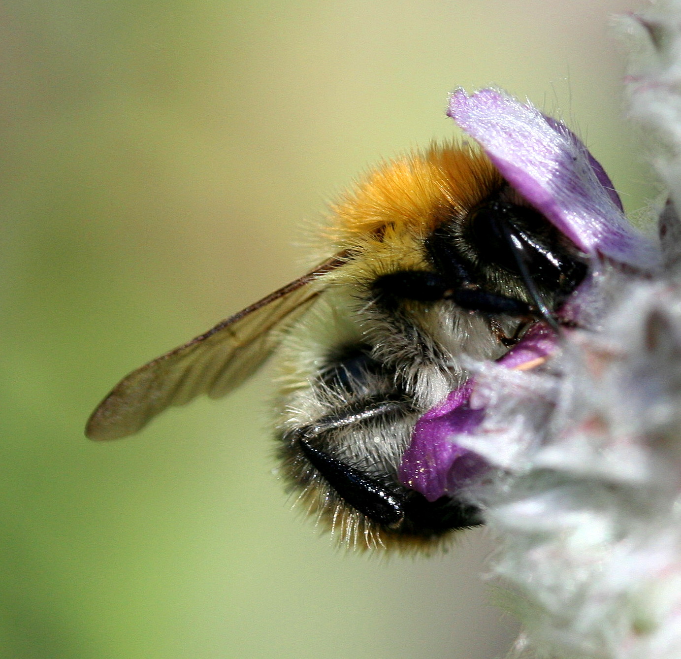 Bombus pascuorum