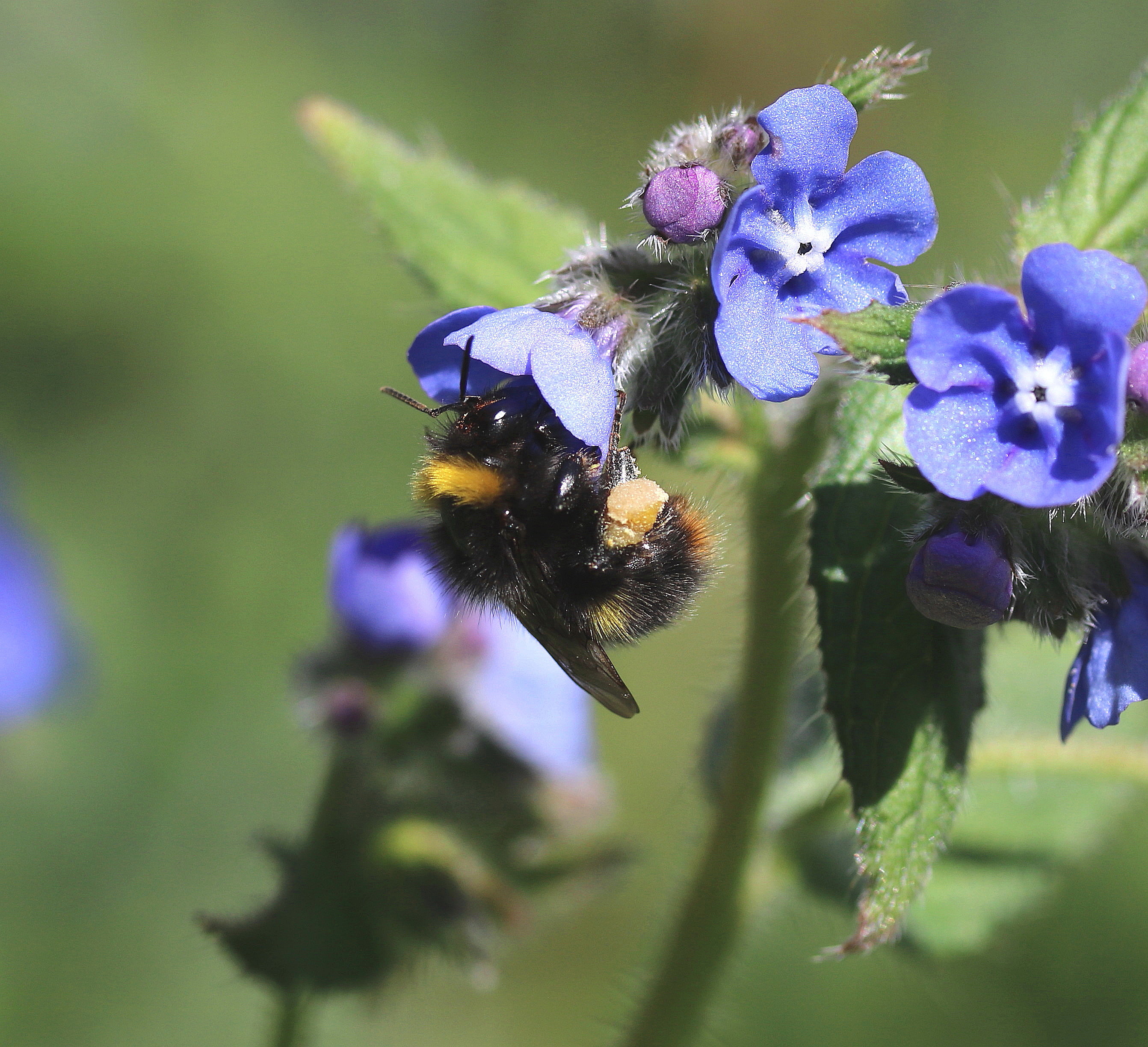 Bombus pratorum
