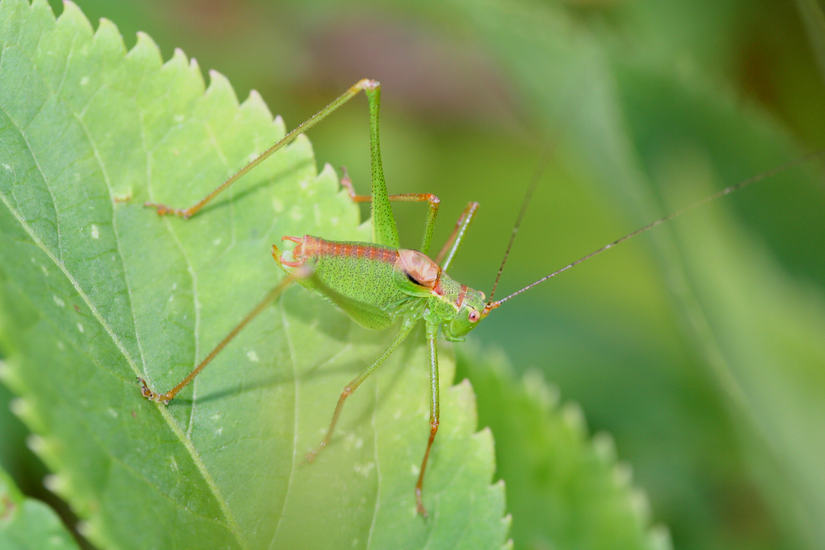 Leptophyes punctatissima