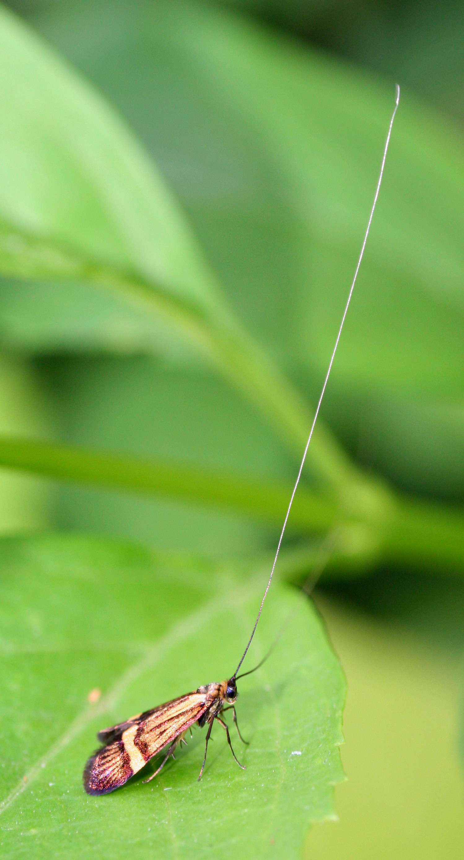 Nemophora degeerella