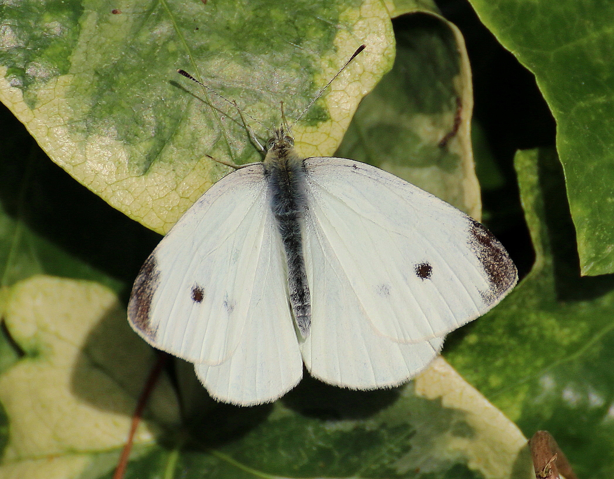 Pieris brassicae