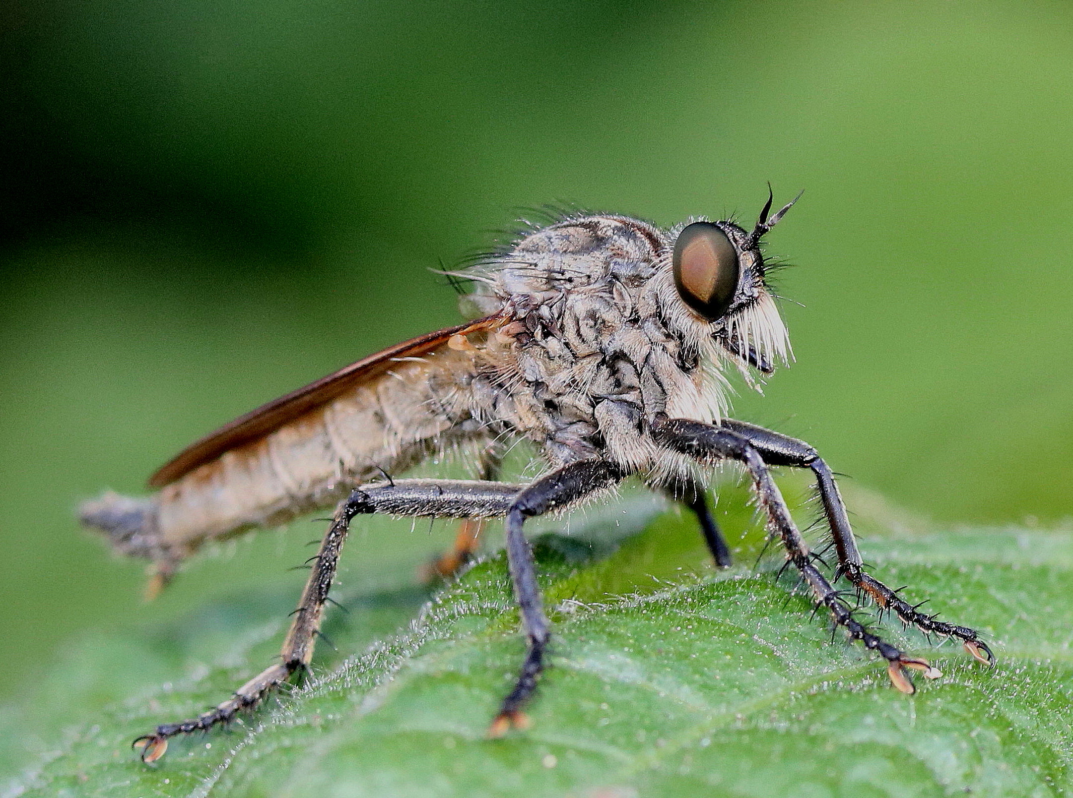 Machimus atricapillus