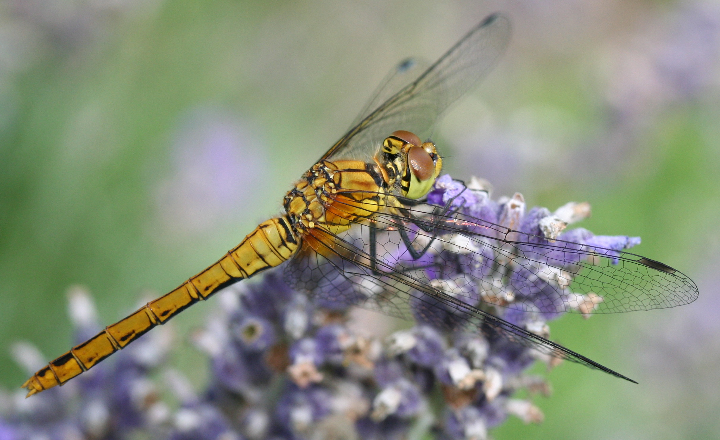 Sympetrum sanguineum