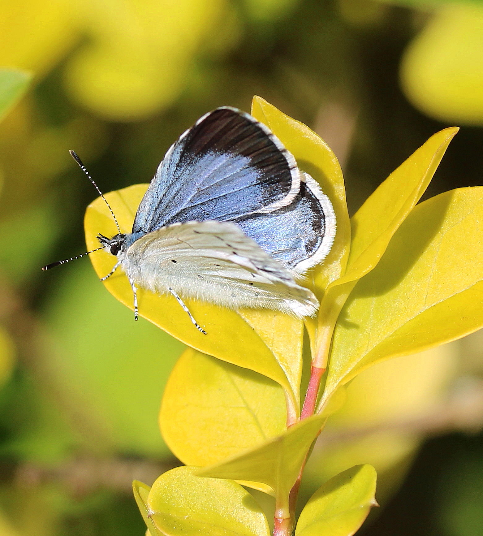 Celastrina argiolus