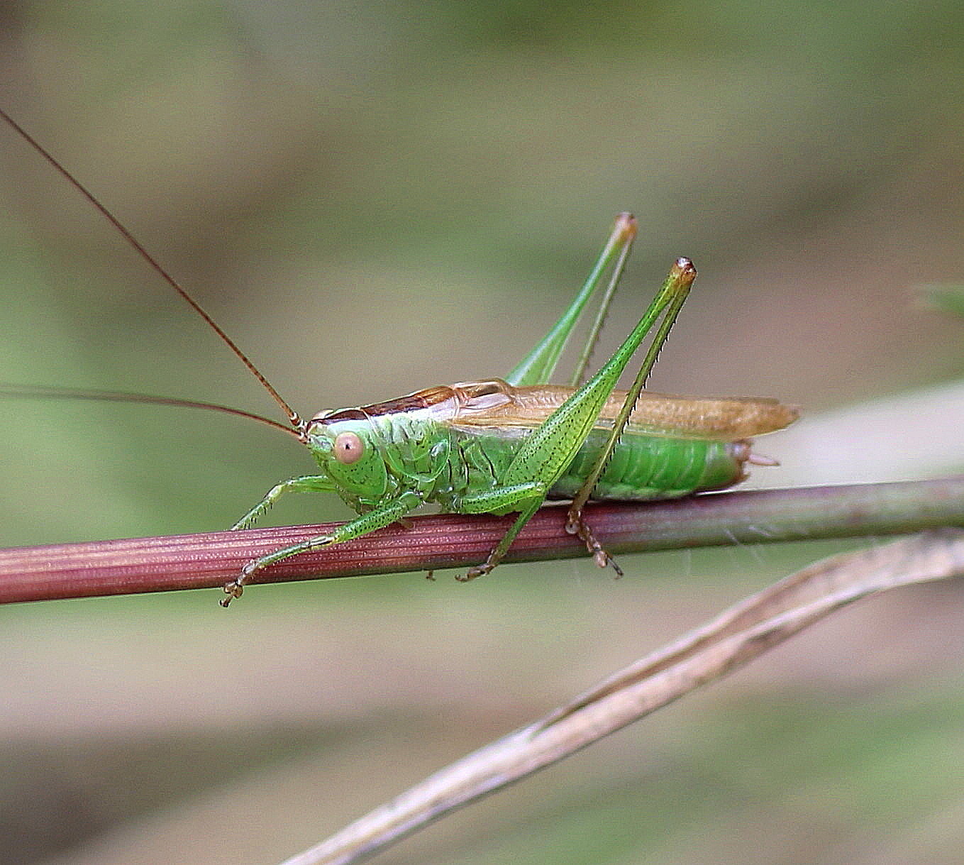 Conocephalus discolor