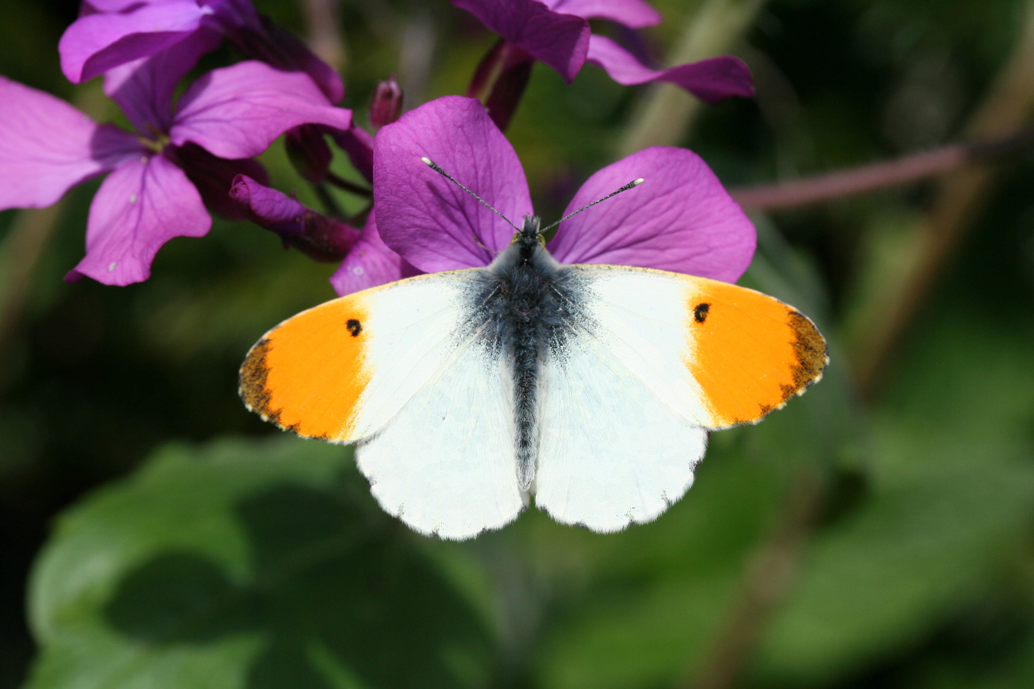 Anthocharis cardamines