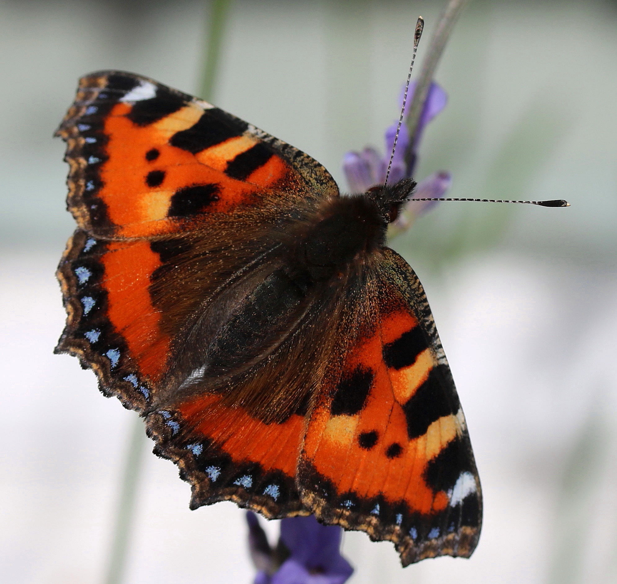 Aglais urticae