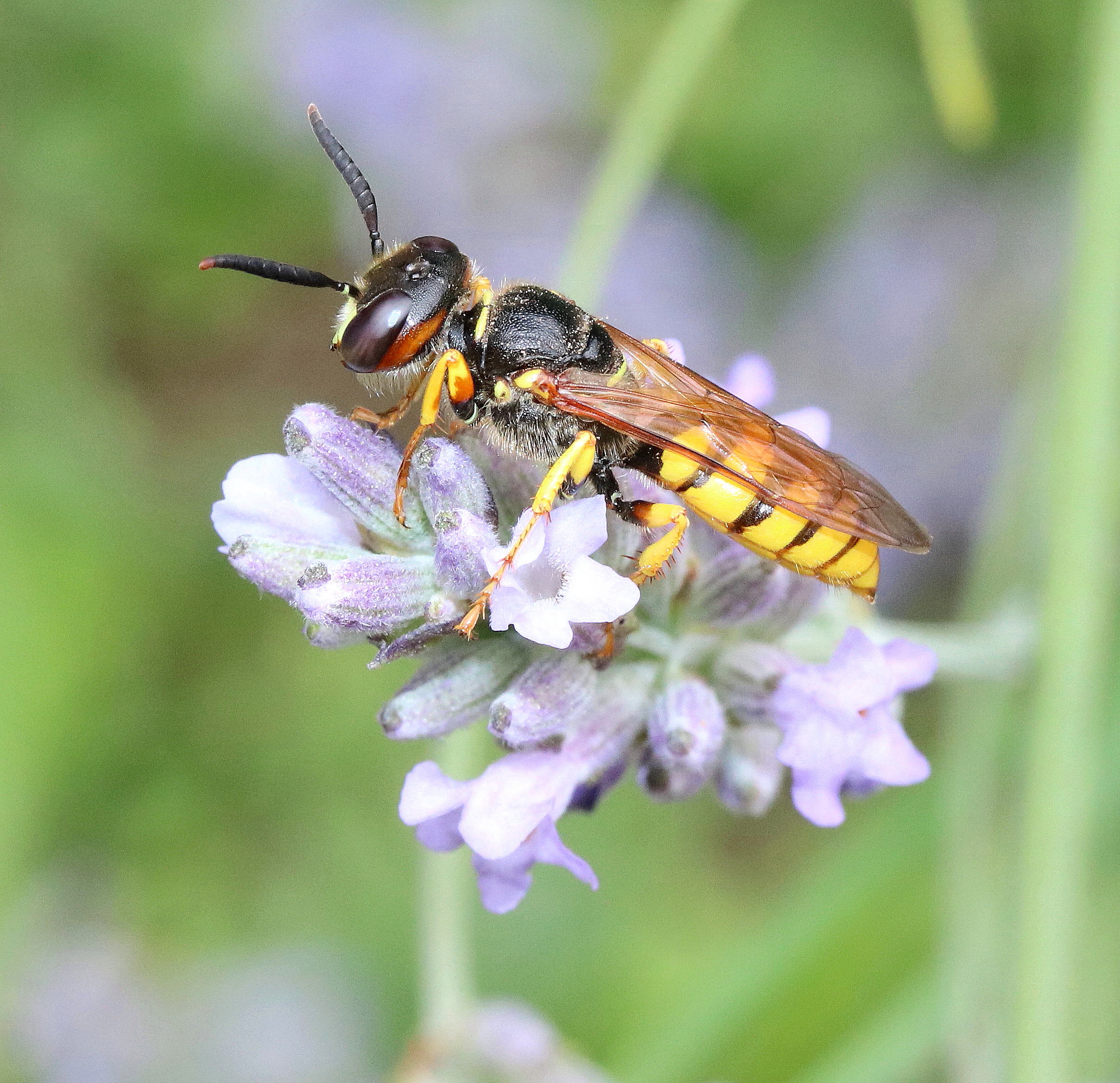 Philanthus triangulum